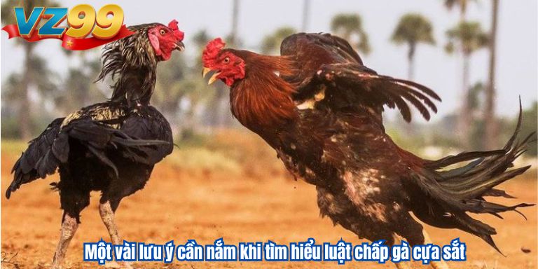 Một vài lưu ý cần nắm khi tìm hiểu luật chấp gà cựa sắt
